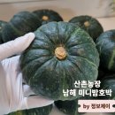 건강한 농장 | 아이 간식 추천 산촌농장 단호박 사포닌 가득 건강한 남해 미니밤호박 후기