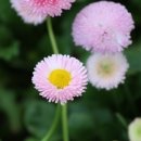 어머니의 마음 이미지