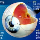 스마트폰·음주·흡연 - 눈 노화의 '주범' 및 눈 건강 지키는 법 이미지