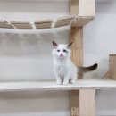 에브리캣 이미지