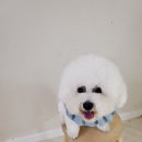 꽃담 멍발소 네이버블로그