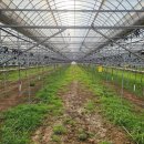 월리농장 이미지