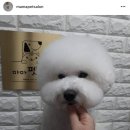 마마펫살롱 이미지