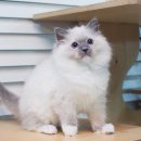 블루문 캐터리 이미지