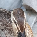 활공농장 이미지