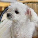 댕댕포유 이미지