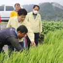 강진8호 이미지