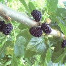 아빠농장 이미지