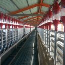 슈퍼염소농장 이미지