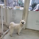 망쿠애견샵 이미지