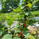 안성농장 이미지