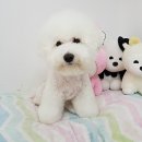 모찌애견샵 이미지