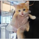 부천강아지분양 고양이분양 24시 데려가개 부천점 이미지