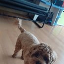 견우동물병원 이미지