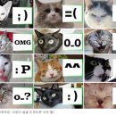 [유머] 고양이 표정 순간 포착, ‘고양이 이모티콘’ 놀이 [인터넷 화제] 이미지