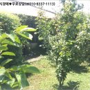 G6645 네이버블로그
