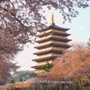 신평동1072 | 4월 | 경주 벚꽃엔딩 (황룡원-보문정-불국사-대릉원-황리단길) 날 기다려주지 않은 야속한 경주