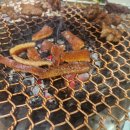 수원성갈비 이미지