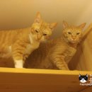 별이와콩이 이미지