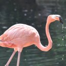 플라밍고 이미지