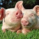 사성농장 이미지