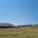 용비농장 | 봄 서산 여행 팁(유기방 가옥, 해미천, 해미읍성 맛집, 서산 목장, 벚꽃 개화 상황, 주차)