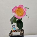 아소낭 네이버블로그