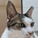 봉천현대동물병원 이미지