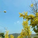 산야초 자연 캠핑장 이미지