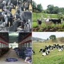 신우목장 이미지