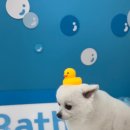 퍼피파파 이미지