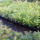 영림농장 이미지