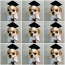 댕겨올개 이미지