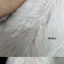 도루몽실 이미지