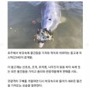 거래의 개념을 이해한 돌고래 이미지