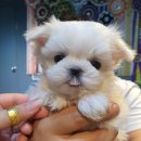 펫 탑 클래스 이미지