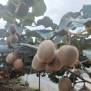 천우농장 이미지