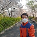 장안벚꽃길 이미지