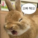 ✈️교환준비(2)-비자준비/기숙사신청