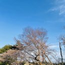 NR-7[동해대로]-하-250 | [포항캠핑장]벚꽃과 함께 하고 팠던 루트7캠핑장