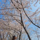 백민미술관 | [벚꽃명소 1탄] 광주근교 숨은 벚꽃스팟 2곳! 보성 대원사, 장성 밤실재 솔직후기✨️ (개화시기, 가격, 주차)