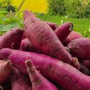 동림농장 이미지