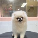 러블리펫샵 이미지