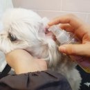 THE예쁘개 이미지