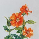 꽃그림 보타니컬 색연필화 이미지