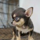 하태PC 네이버블로그