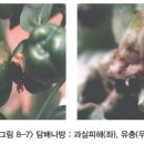 착색단고추(파프리카) - 충해(기생충) 담배나방(Oriental tobacco budworm) 이미지
