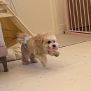 코코 반려견샵 이미지