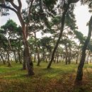 소나무숲 이미지