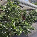 삼일세탁소 | 3. 캐리지웍스 파머스 마켓, 글레베 마켓, 인스펙션, 밋업과 불꽃놀이까지